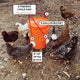 (🔥2023 Hot Sale 30% OFF) DIY Chicken Feeder